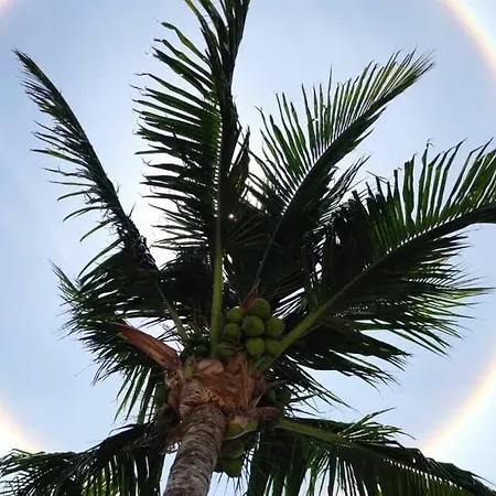 Depa Palmera-2